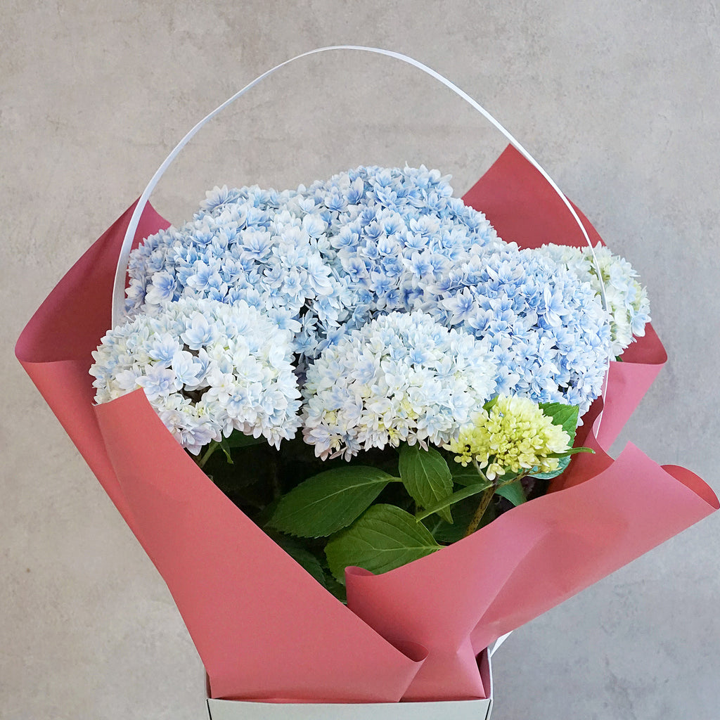 母の日限定鉢花「アジサイ・ヒビキ」（MD-005H） – malerisch store