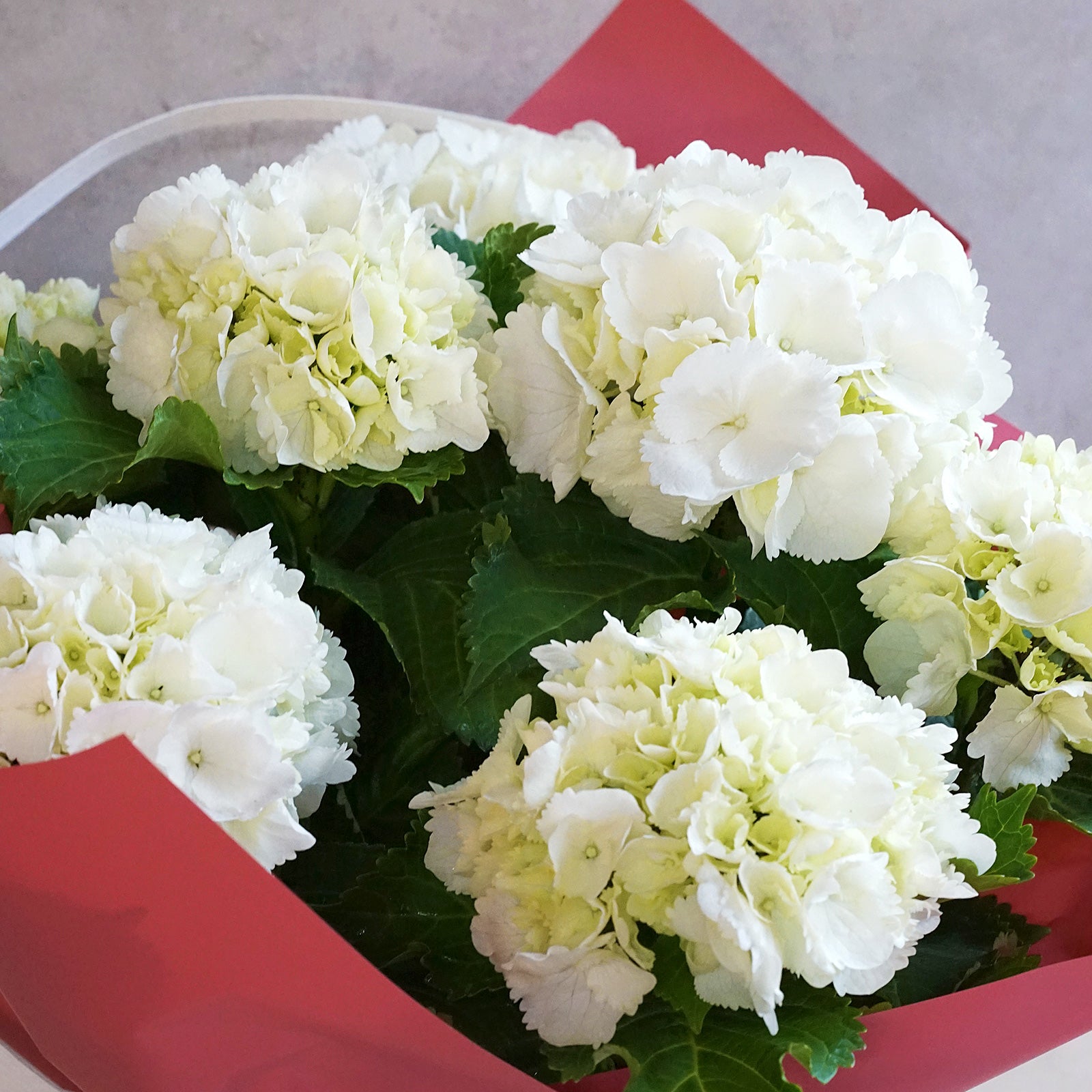母の日限定鉢花「アジサイ・シュガーホワイト」（MD-005D）