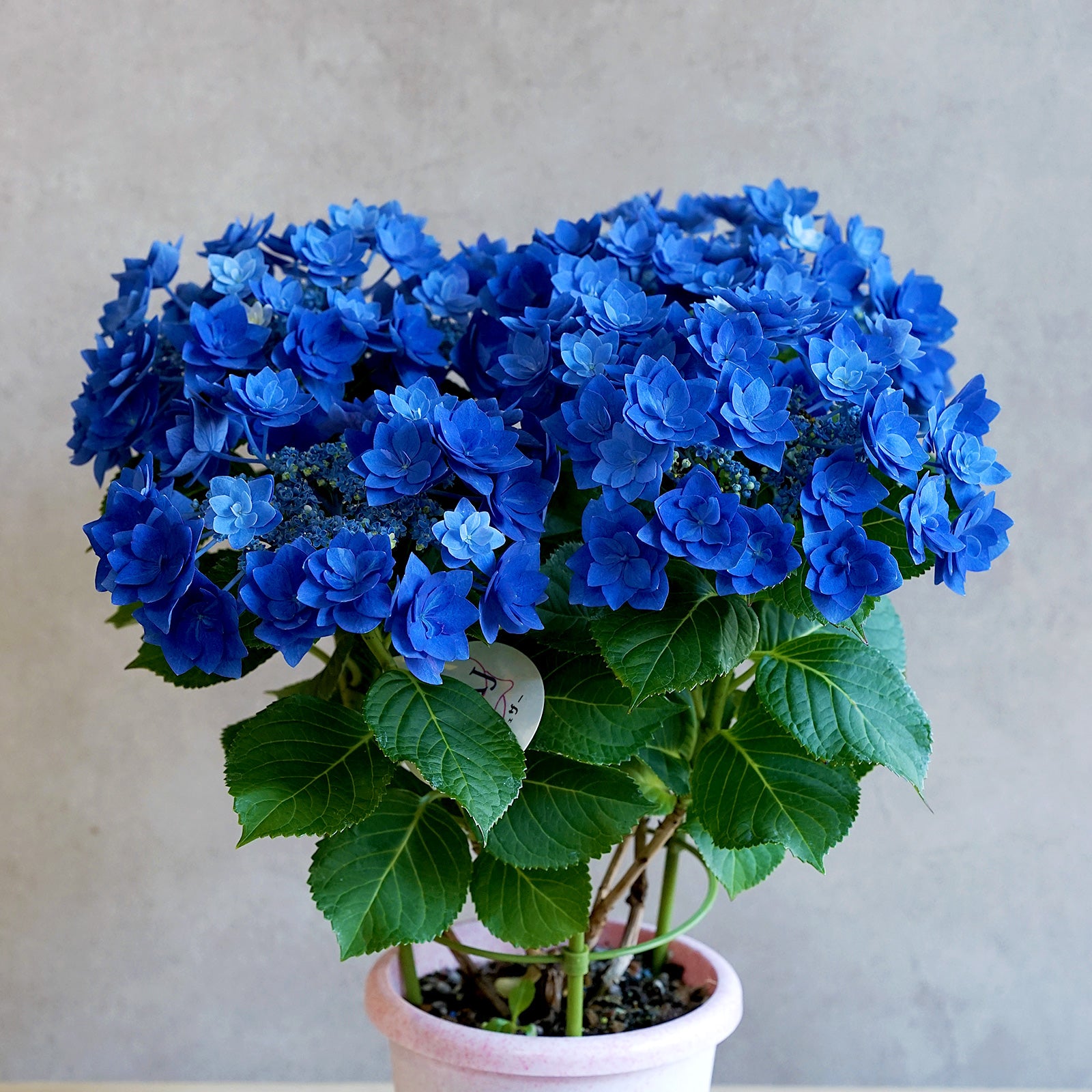 母の日限定鉢花「アジサイ・フェザーブルー」（MD-005L）