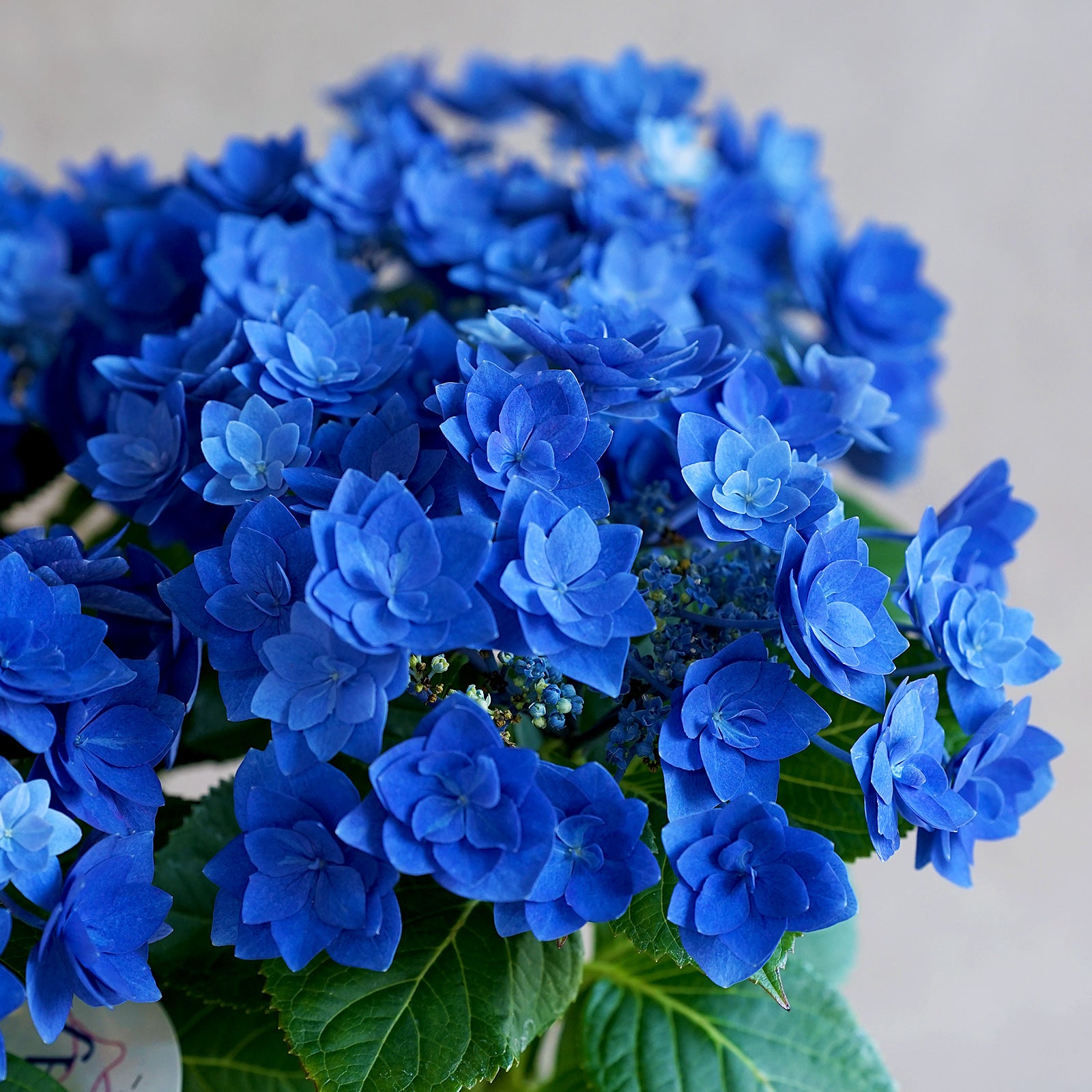 母の日限定鉢花「アジサイ・フェザーブルー」（MD-005L）
