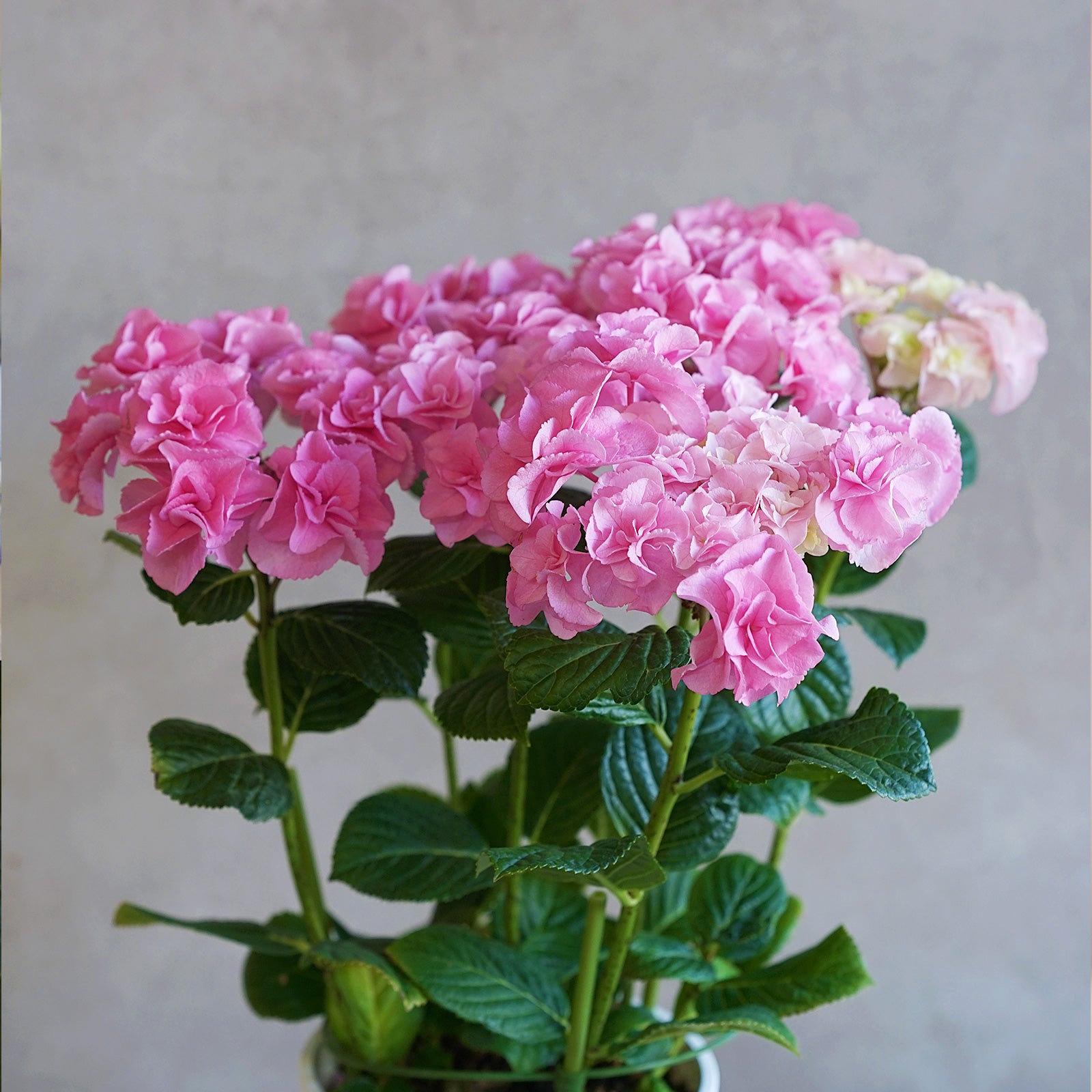 母の日限定鉢花「アジサイ・サイコウノバンサン」（MD-005Q）