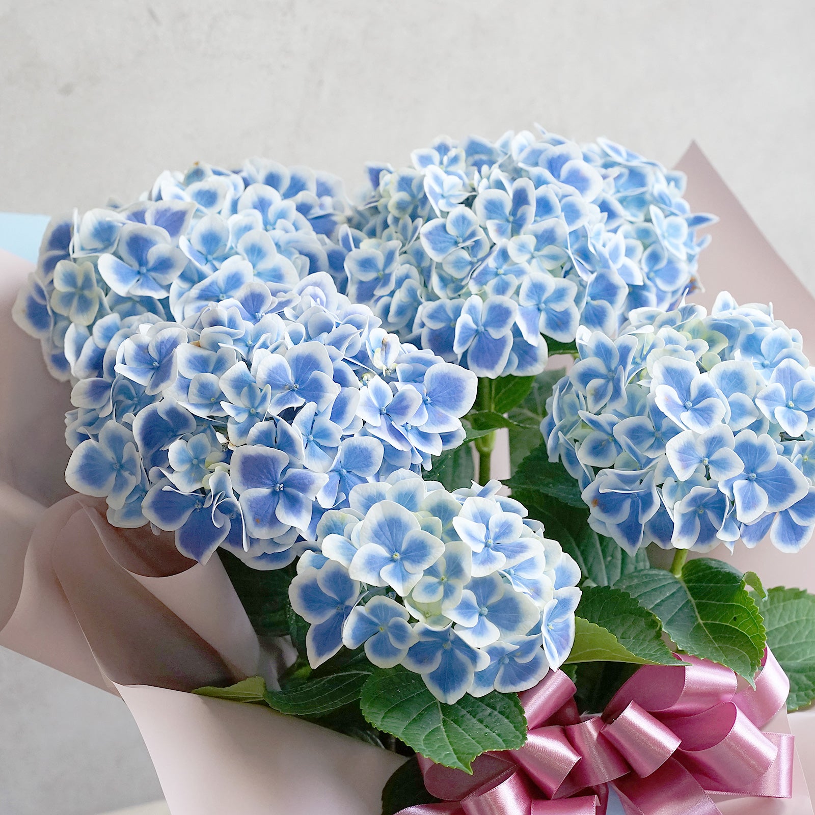 母の日限定鉢花「アジサイ・ブルー」（MD-005B）